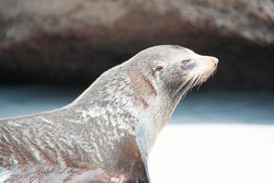 Ozeanien, Neuseeland: Nord- und Sdinsel - Natur hautnah erleben - Robbe